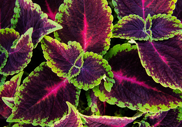Coleus Magic Leaves Dark Fire