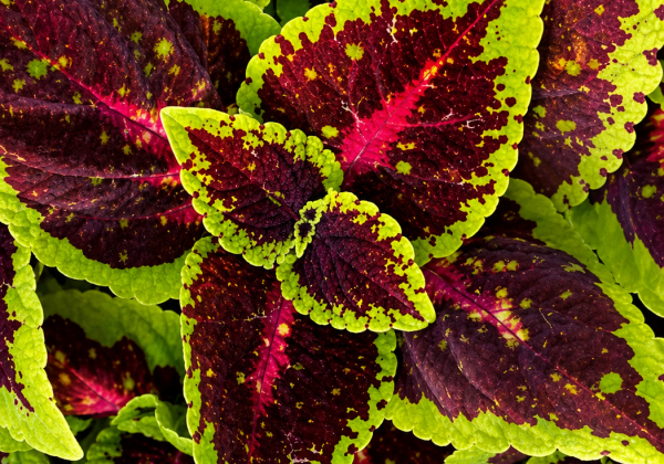 Coleus Magic Leaves Houdini