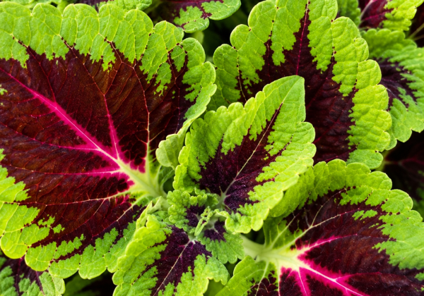 Coleus Magic Leaves Frog Prince