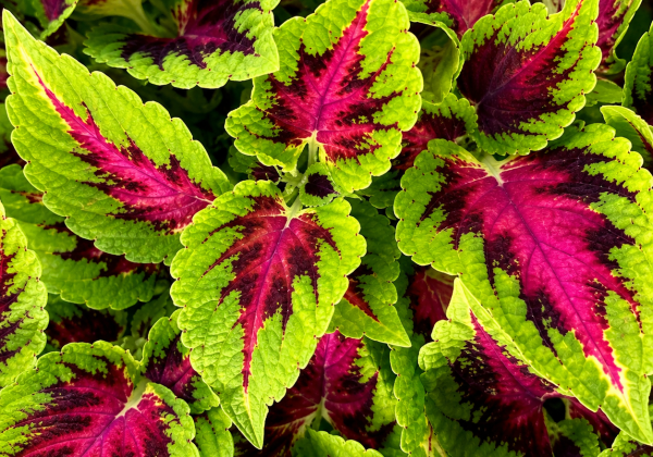 Coleus Magic Leaves Fantasy