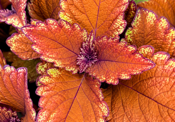 Coleus Magic Leaves Copper