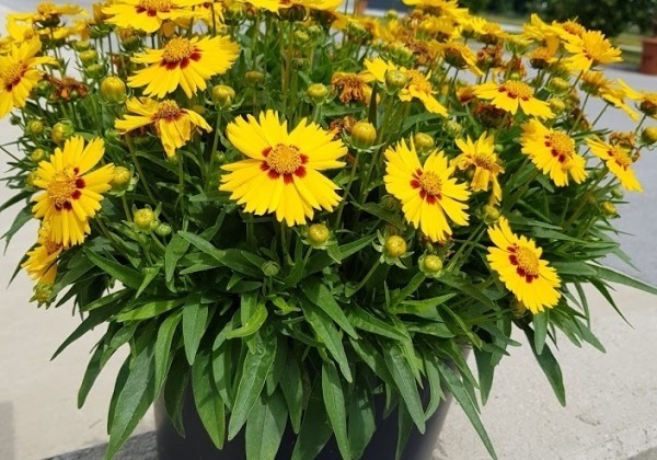 Coreopsis grandiflora Solanna Bright Touch