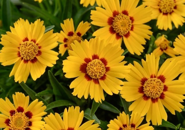 Coreopsis grandiflora Solanna Bright Touch