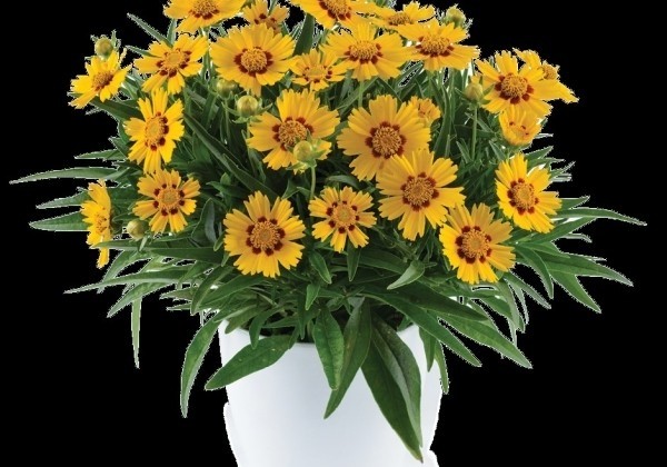 Coreopsis grandiflora Solanna Bright Touch