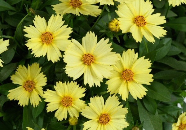 Coreopsis grandiflora Solanna Glow