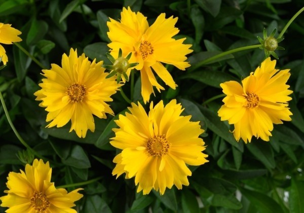 Coreopsis grandiflora Solanna Sunshine