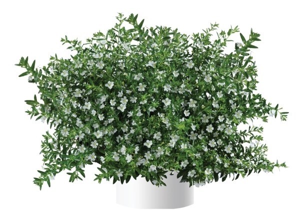 Cuphea hyssopifolia Cupid White (12 cm)