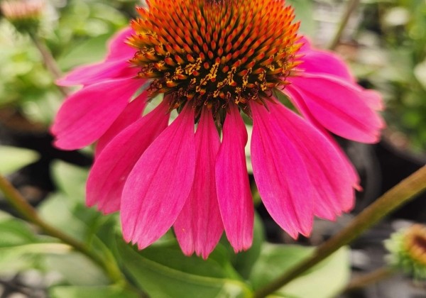 Echinacea purpurea Panama Rose