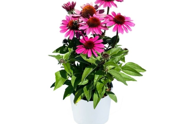 Echinacea purpurea Panama Rose