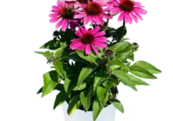 Echinacea purpurea Panama Neon Pink