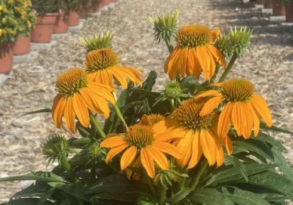 Echinacea purpurea Guatemala Gold