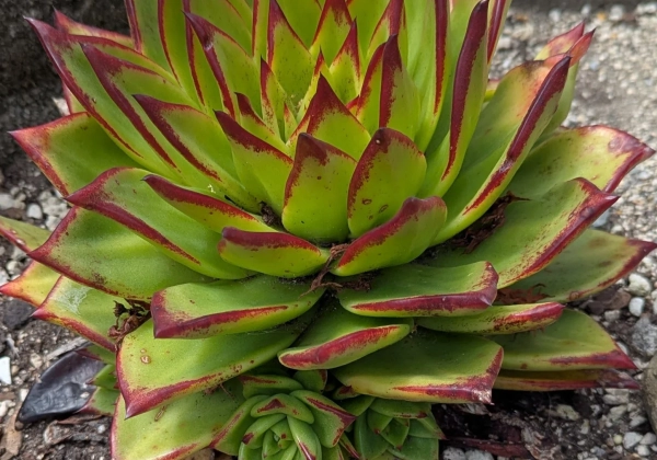 Echeveria hybrida Lipstick