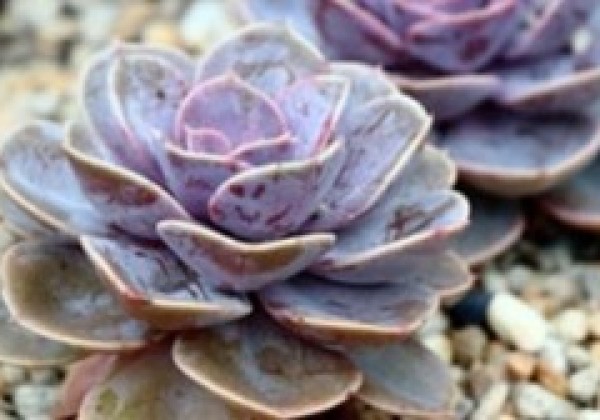 Echeveria hybrida Metallica