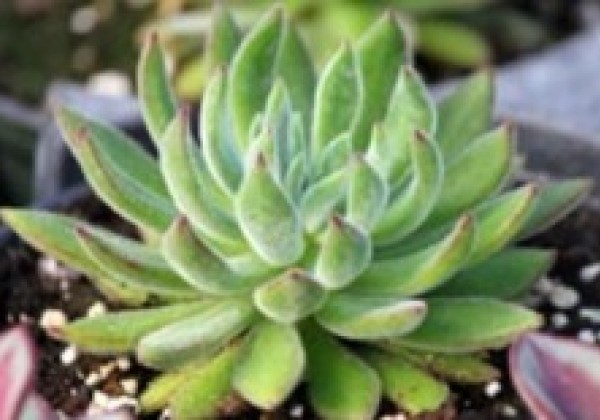 Echeveria hybrida x Set Oliver