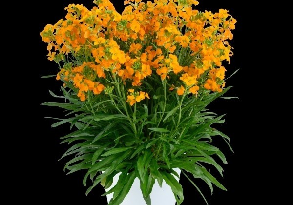 Erysimum hybrida Sunstrong Orange
