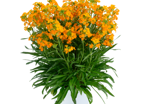 Erysimum hybrida Sunstrong Orange