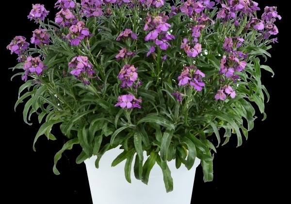 Erysimum hybrida Sunstrong Violet