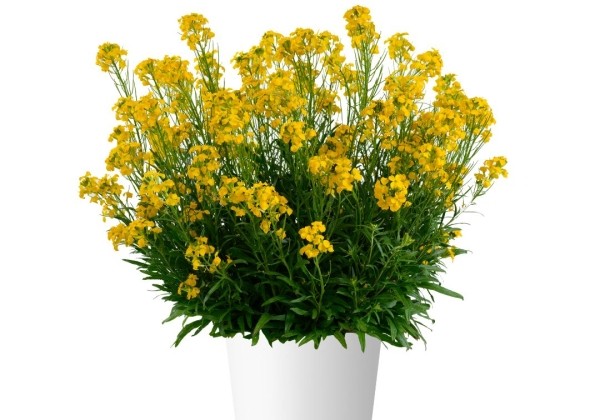 Erysimum hybrida Sunstrong Yellow