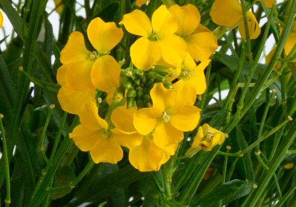Erysimum hybrida Sunstrong Yellow
