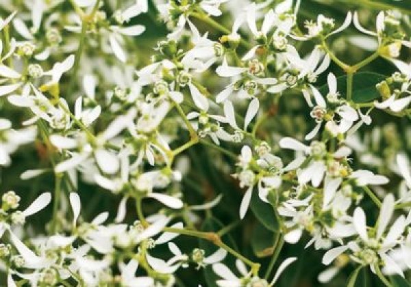 Euphorbia chamaesyce Diamond Frost