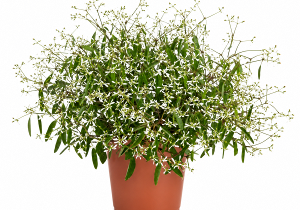 Euphorbia chamaesyce Summer princess White (12 cm)