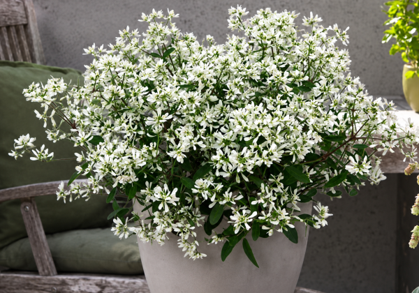 Euphorbia chamaesyce Summer princess White Compact