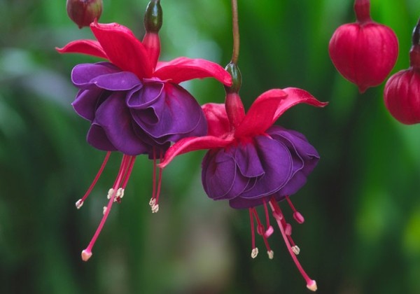 Fuchsia hybrida Dark Eyes