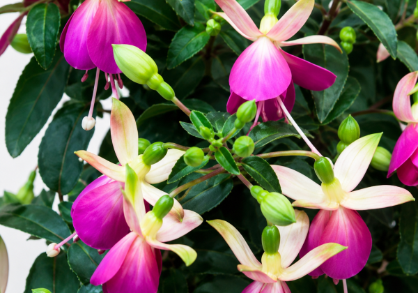 Fuchsia hybrida Jollies Trailing Rodez (12 cm)