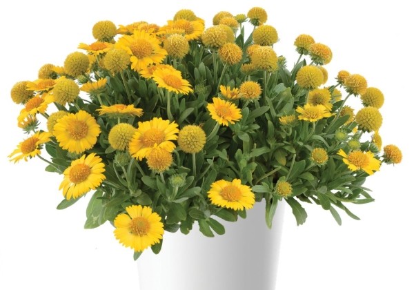 Gaillardia aristata Gusto Lemon