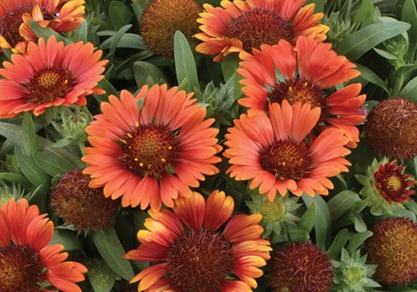 Gaillardia aristata Gusto Paprika