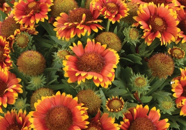 Gaillardia aristata Gusto Sweet Chili