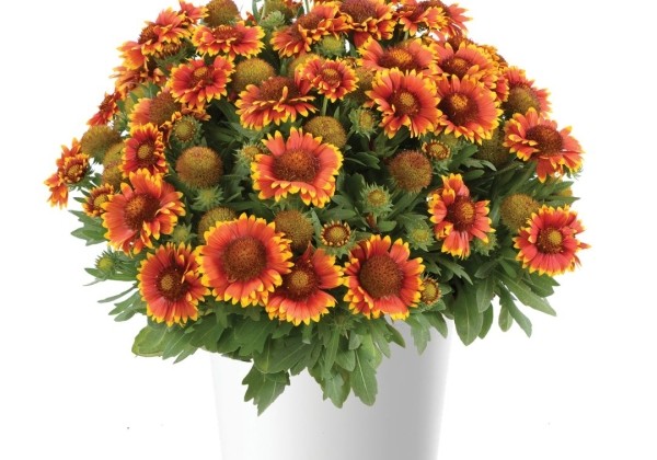 Gaillardia aristata Gusto Sweet Chili