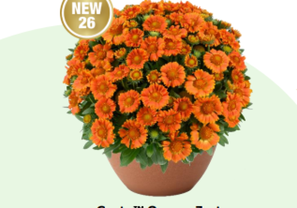 Gaillardia aristata Gusto Orange Zest