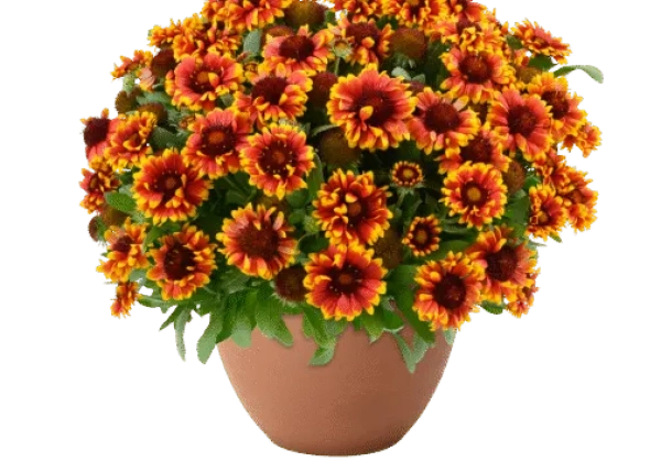 Gaillardia aristata Gusto Swift Saffron