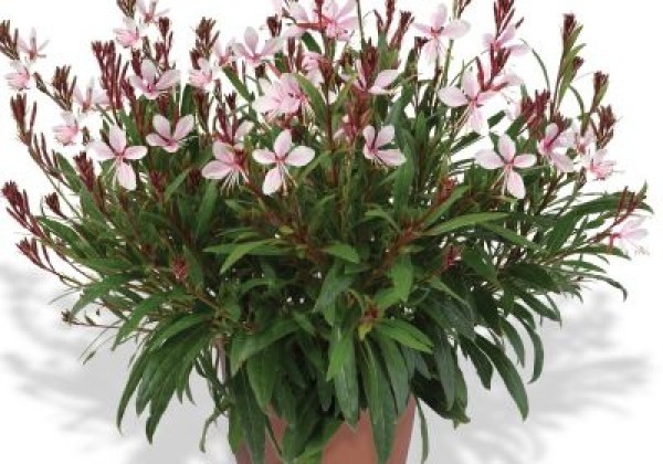 Gaura lindheimeri Steffi Blush Pink Impr.