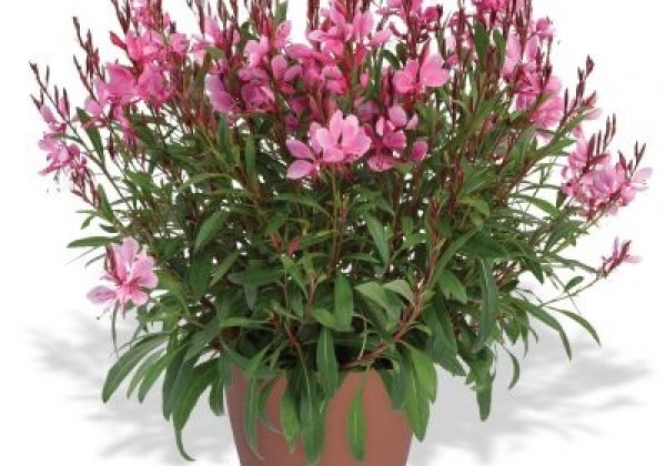 Gaura lindheimeri Steffi Dark Rose Impr.
