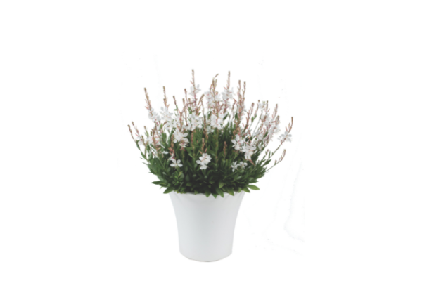 Gaura lindheimeri Steffi White