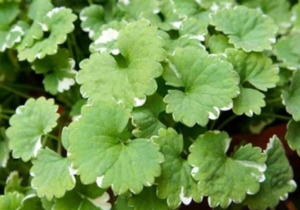 Glechoma hederacea Variegata
