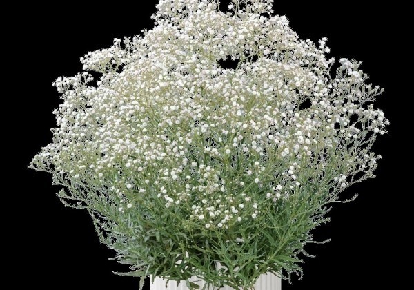 Gypsophila paniculata Festival White