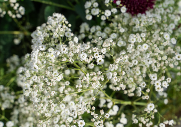 Gypsophila paniculata Festival White