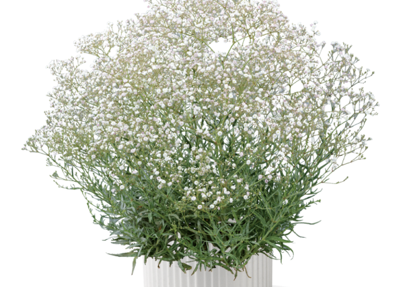 Gypsophila paniculata Festival White