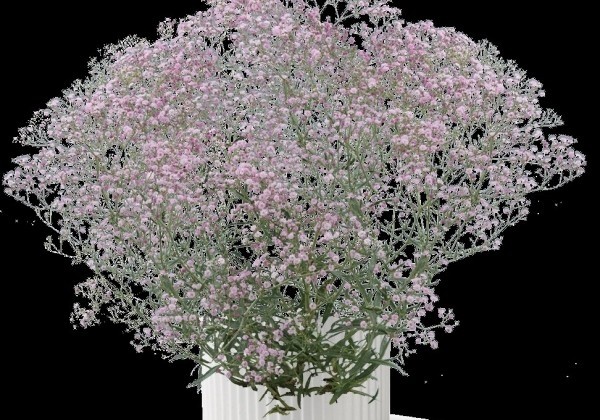 Gypsophila paniculata Festival Pink Lady