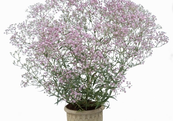 Gypsophila paniculata Festival Pink Lady