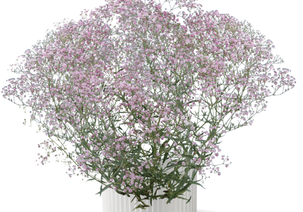 Gypsophila paniculata Festival Pink Lady