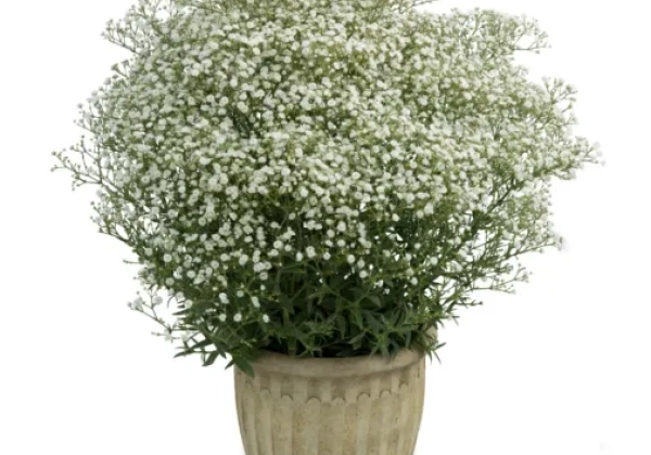 Gypsophila paniculata Festival White Flare
