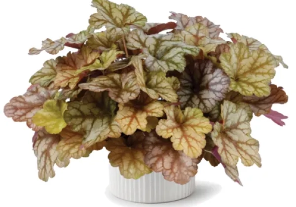 Heuchera hybrida Kira Arizona