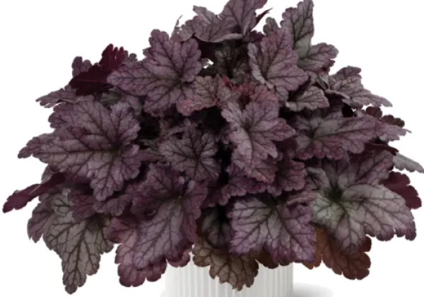 Heuchera hybrida Kira Purple Rain Forest Impr
