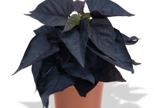 Ipomoea batatas Sweetheart Jet Black (12 cm)
