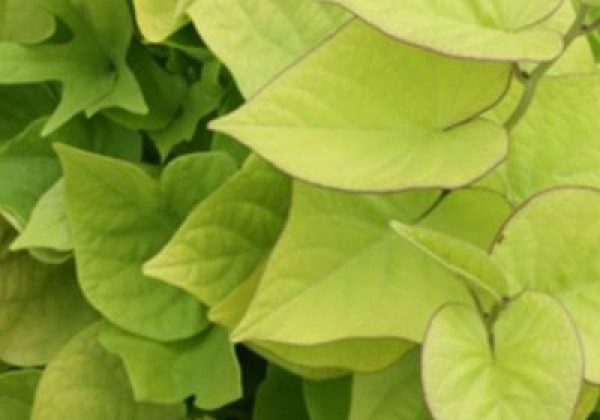 Ipomoea batatas Sweetheart Light Green
