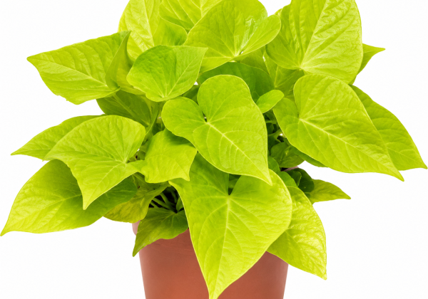 Ipomoea batatas Summer Dream Green Heart (12 cm)